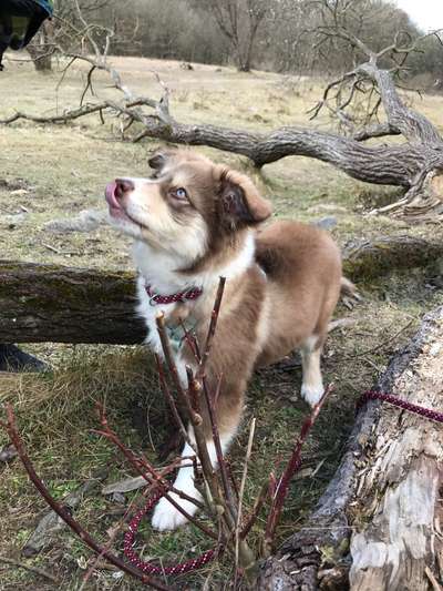 Fotochallenge Nr. 59 - Mein Hund zeigt die Zunge-Beitrag-Bild