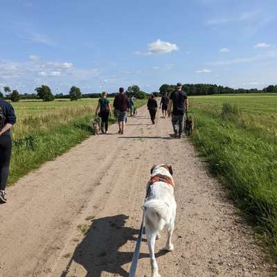 Hundetreffen-Social Walks ohne Leinenkontakt-Bild