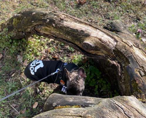 Fotochallenge No. 26                                     Wald und Wiese-Beitrag-Bild