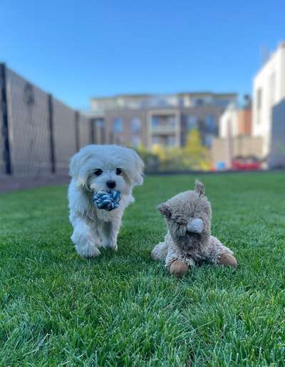 Zeige deinen Schatz mit seinem Lieblingsspielzeug.-Beitrag-Bild