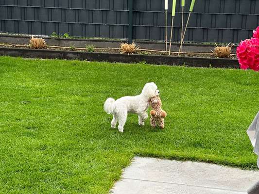 Zeige deinen Schatz mit seinem Lieblingsspielzeug.-Beitrag-Bild