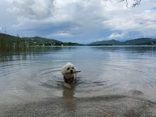 Zeige deinen Schatz mit seinem Lieblingsspielzeug.-Beitrag-Bild
