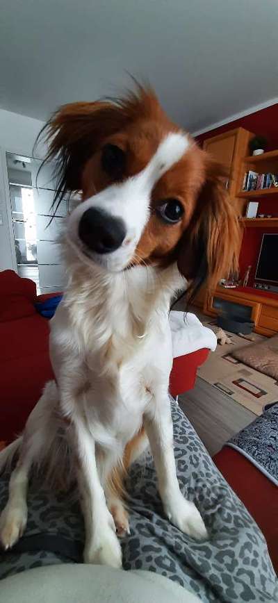 Dogorama Photo Challenge - Hundeblick zum hinschmelzen-Beitrag-Bild