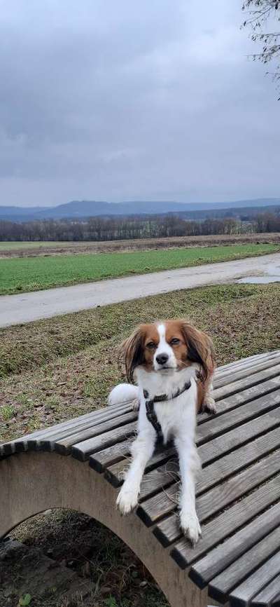 Kooikerhondje-Beitrag-Bild