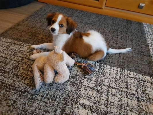 Kooikerhondje-Beitrag-Bild