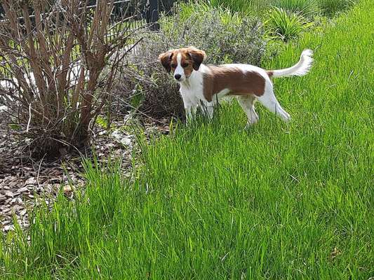 Die Dogorama Kalender Challenge Teil 3/4-Beitrag-Bild