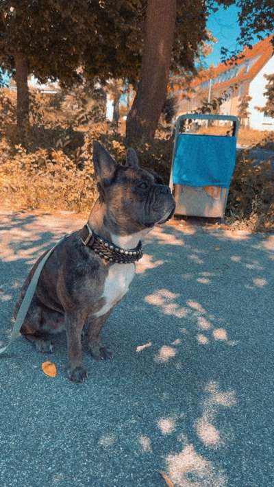 Hundetreffen-Gemeinsame gassi Runde-Bild