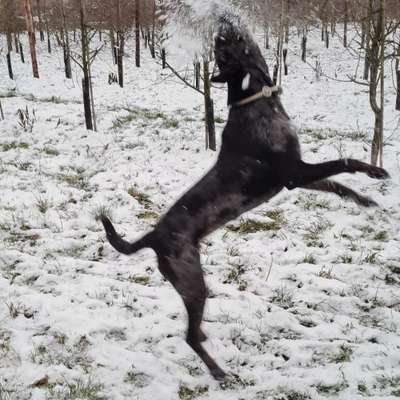 Hundetreffen-Gassirunden in Pirna-Bild