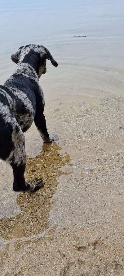 Zeichnungen eurer Hunde-Beitrag-Bild