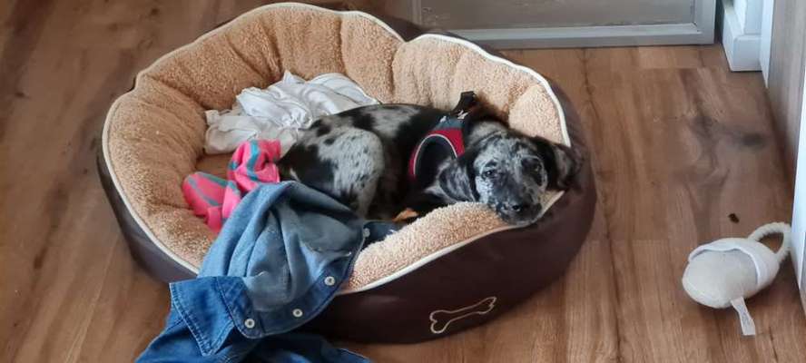 Welpen Bilder !-Beitrag-Bild