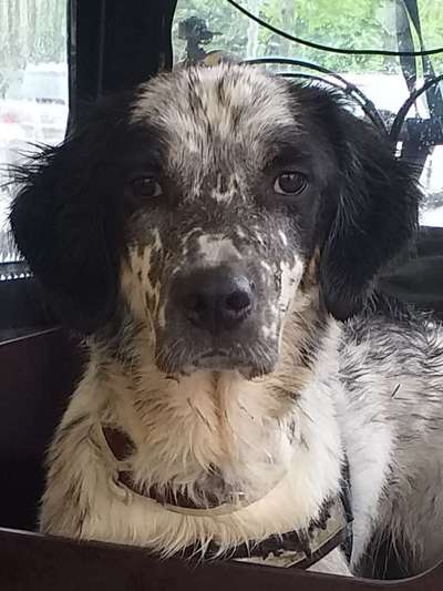 Auslandstierschutz-Beitrag-Bild