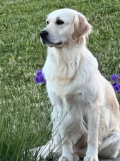 Wo sind die Golden Retriever Liebhaber?-Beitrag-Bild