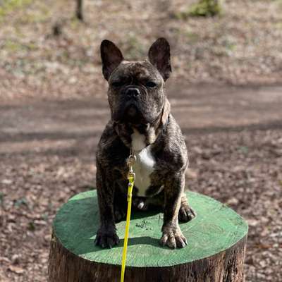 Hundetreffen-Junghundtreffen in Haan/Solingen-Bild