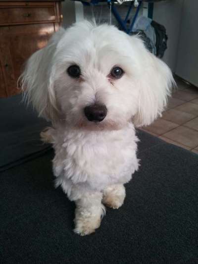 Wie heißt dein Hund?-Beitrag-Bild