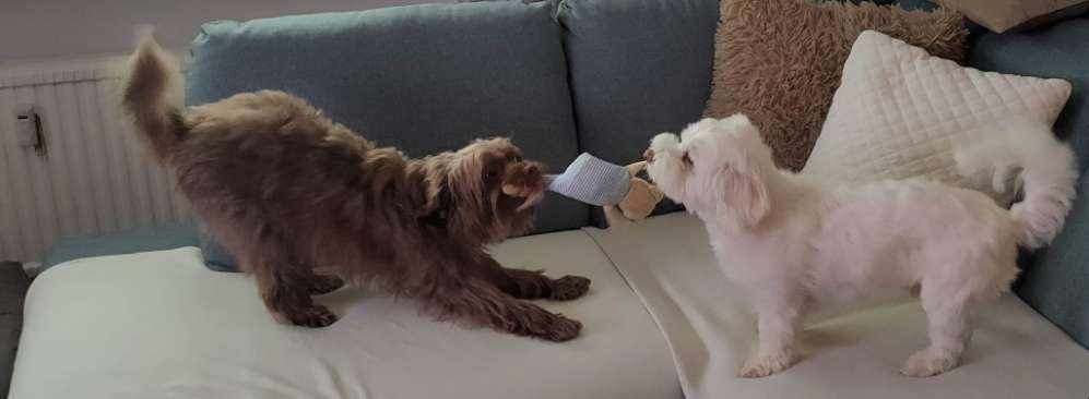 FOTO CHALLENGE 77 - Dein Hund im Spiel-Beitrag-Bild