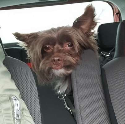 Die Dogorama Wochen Challenge-Beitrag-Bild