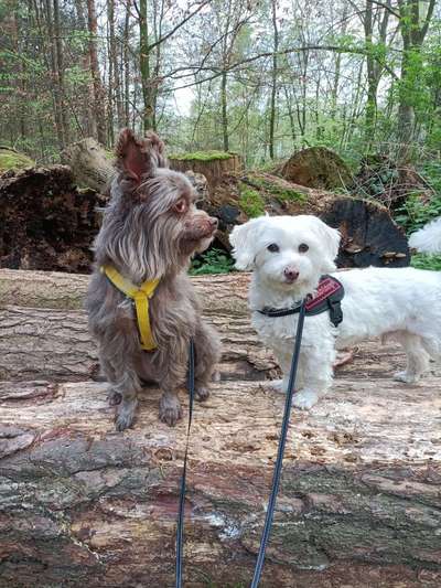 Wie kamst du zu deinem Hund?-Beitrag-Bild