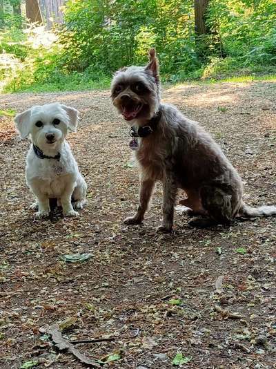Chinese Crested (Chinesischer Schopfhund)-Beitrag-Bild