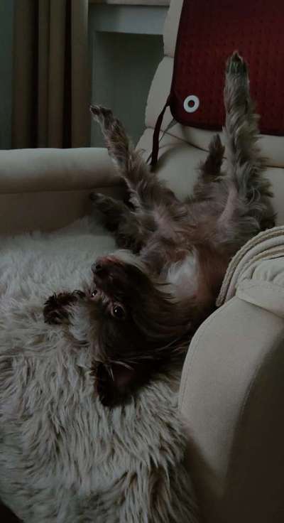 Hands,äh Pfoten up in the Air-Beitrag-Bild