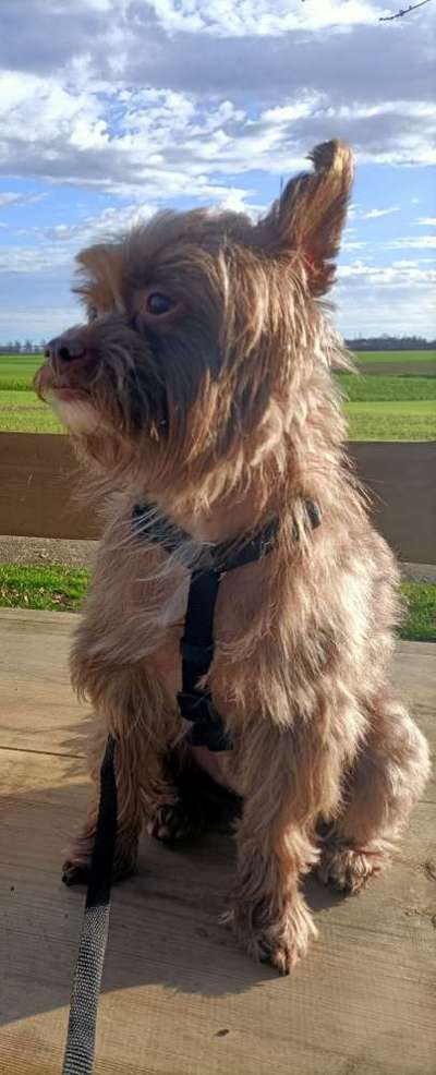 Wie heißt dein Hund?-Beitrag-Bild