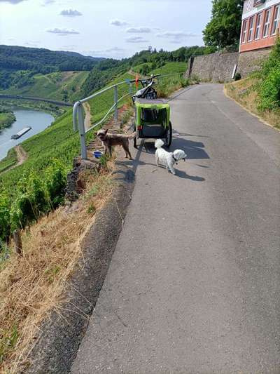 Radfahren mit Hund-Beitrag-Bild
