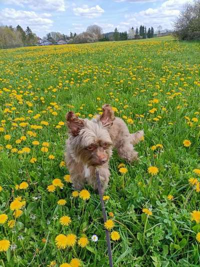 Dogorama Photo Challenge - Frühlingserwachen-Beitrag-Bild