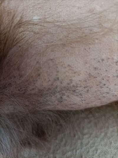 Chinese Crested (Chinesischer Schopfhund)-Beitrag-Bild