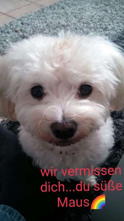 Unsere Fellnasen im Regenbogenland-Beitrag-Bild