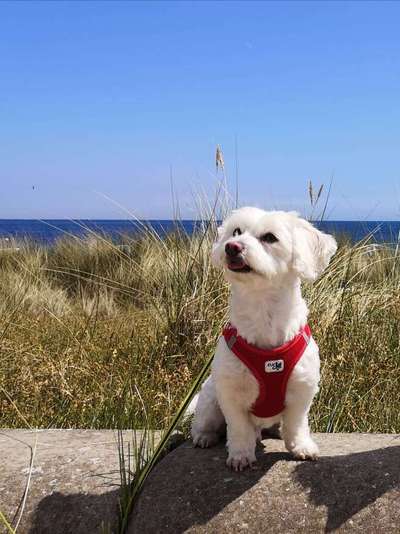 Dogorama Photo Challenge - Tierischer Urlaub-Beitrag-Bild