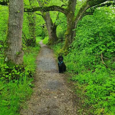 Hundetreffen-Gassi- und Spieltreffen-Bild