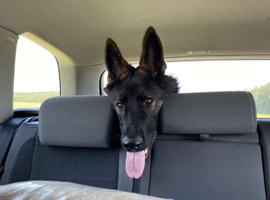 Die Dogorama Wochen Challenge-Beitrag-Bild