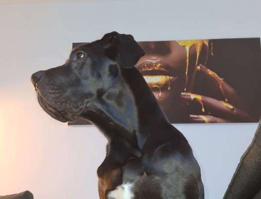 Zeichnungen eurer Hunde-Beitrag-Bild