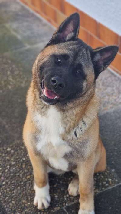 Akita Inu/American Akita (Mix) halter.-Beitrag-Bild