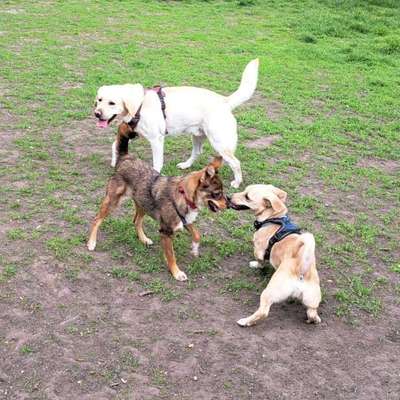 Hundetreffen-Hunderunde zum spazieren und trainieren-Bild