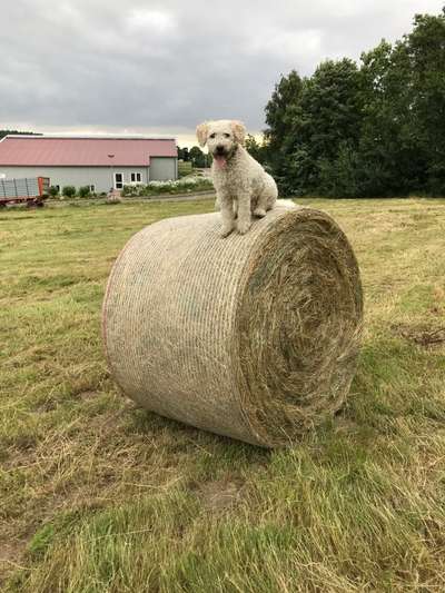 Hundetreffen-Mittagsrunde-Bild