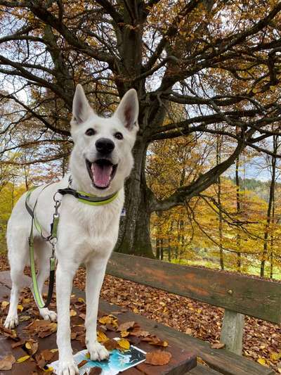 Weißer Schweizer Schäferhund-Beitrag-Bild