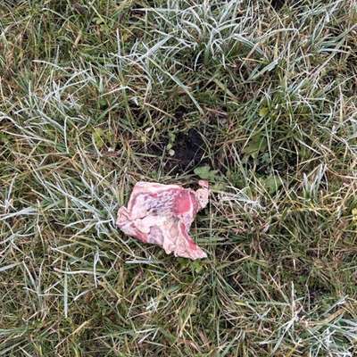 Giftköder-Evt Gift-Bild