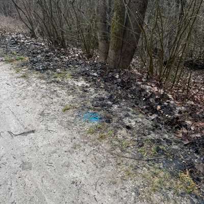 Giftköder-Blaue Kügelchen-Bild