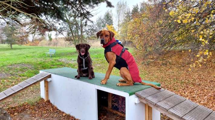 Hundeauslaufgebiet-Hundeauslaufzone am Strandübergang 14 (Surfschule Zingst)-Bild