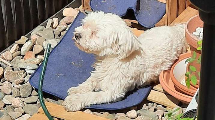 Die Dogorama Kalender Challenge 4/4-Beitrag-Bild