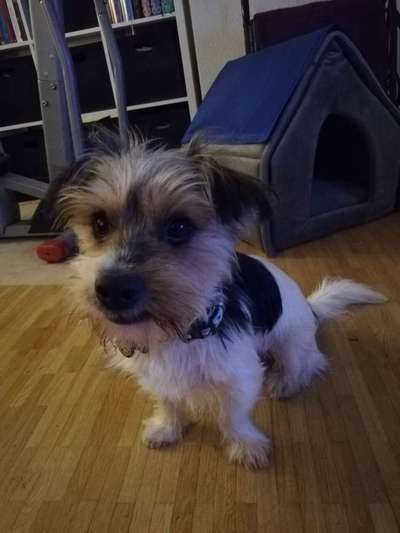 Havaneser dabei?:)-Beitrag-Bild