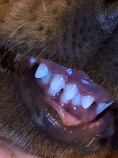 Zeigt eure verrücktesten Hundebilder-Beitrag-Bild