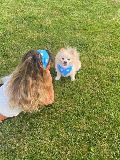 Die Dogorama Wochen Challenge-Beitrag-Bild