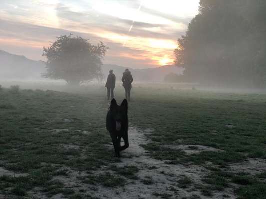 Die wunderschöne Welt mit Hund.-Beitrag-Bild
