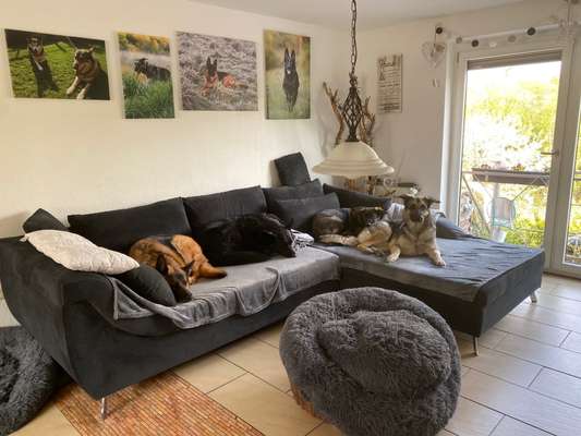 Deutsche Schäferhunde, Belgische Schäferhunde.-Beitrag-Bild