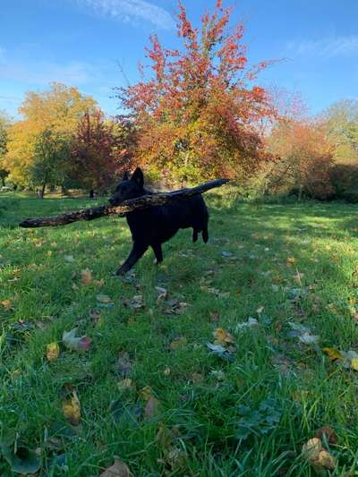 Deutsche Schäferhunde, Belgische Schäferhunde.-Beitrag-Bild