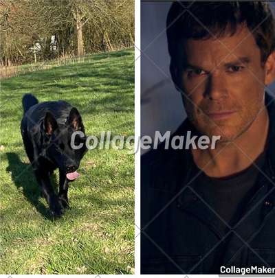 Wie heißt dein Hund?-Beitrag-Bild