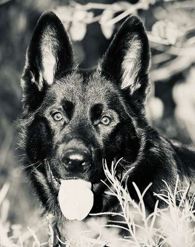 Foto-Challenge 76: Foto in Schwarz-Weiss-Beitrag-Bild