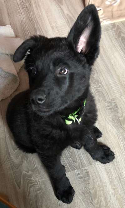 Welpen Bilder !-Beitrag-Bild