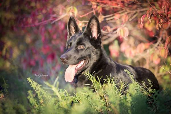 Fotowettbewerb Natur-Beitrag-Bild